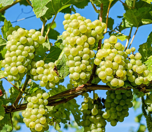 giống nho primo malvasia chardonnay